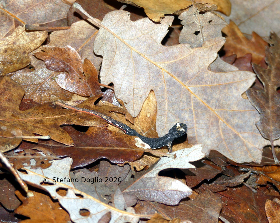 Salamandrina perspicillata nella Campagna Romana